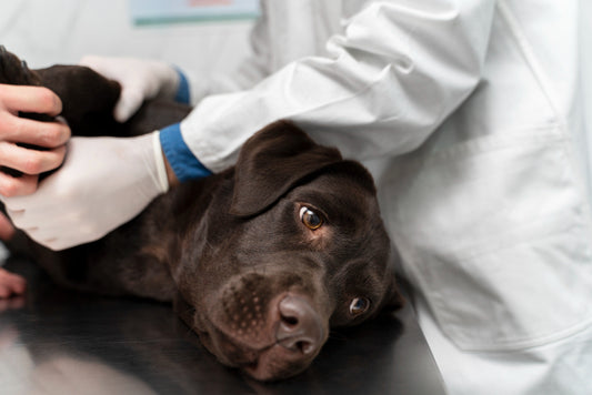 Symptoms Of Fleas Infestation