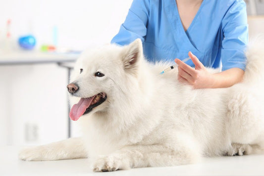 Worming Schedule for Puppies, Kittens, Cats & Dogs
