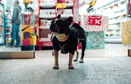 Nutritional Requirements of Dogs