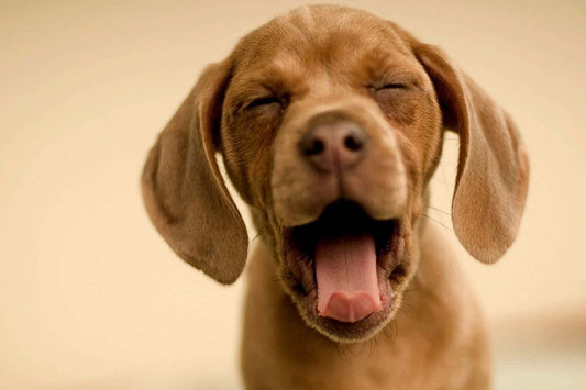 Tick Paralysis In Dogs