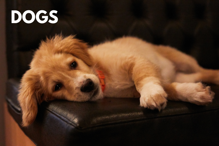 Dogs