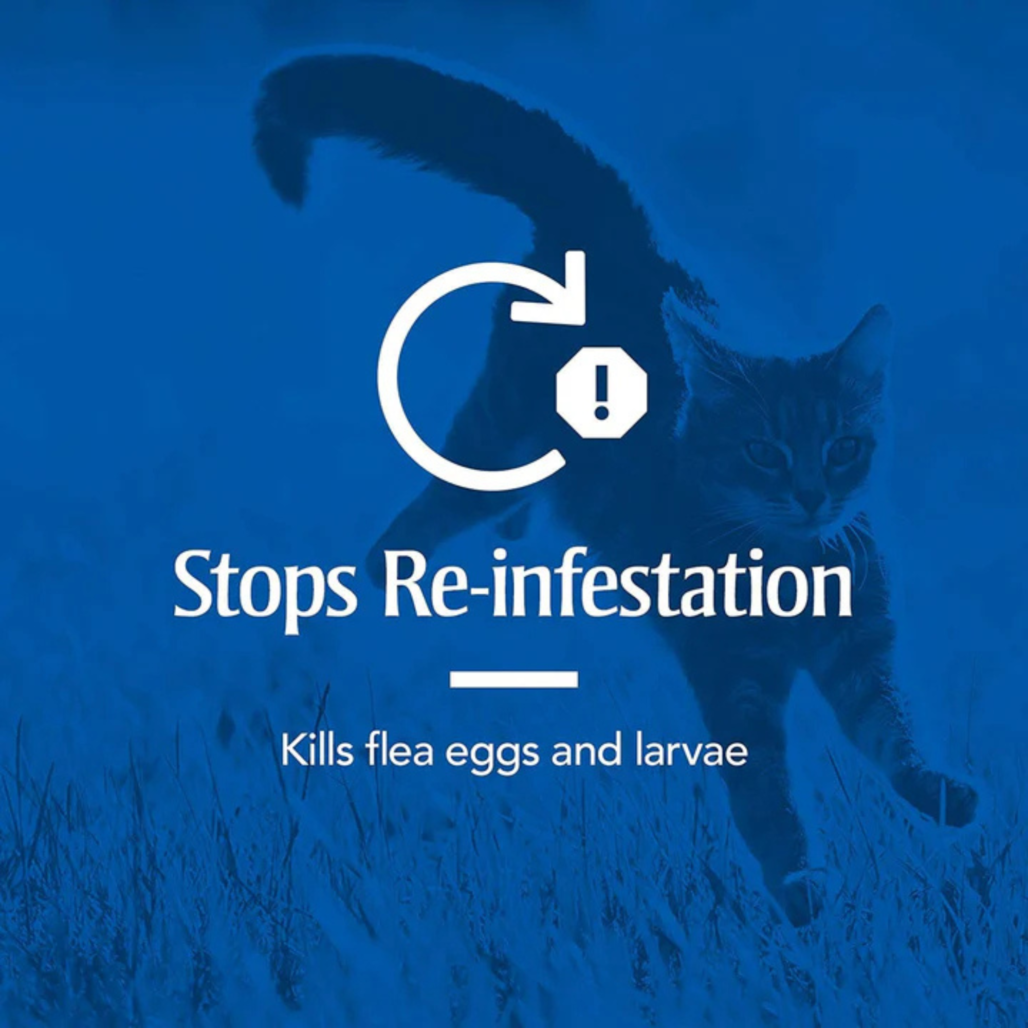 Spot On Treatment for Cats | Highly Effective Tick, Flea & Lice Prevention | Fipronil-Powered Formula for Healthy, Happy Cats & Kittens