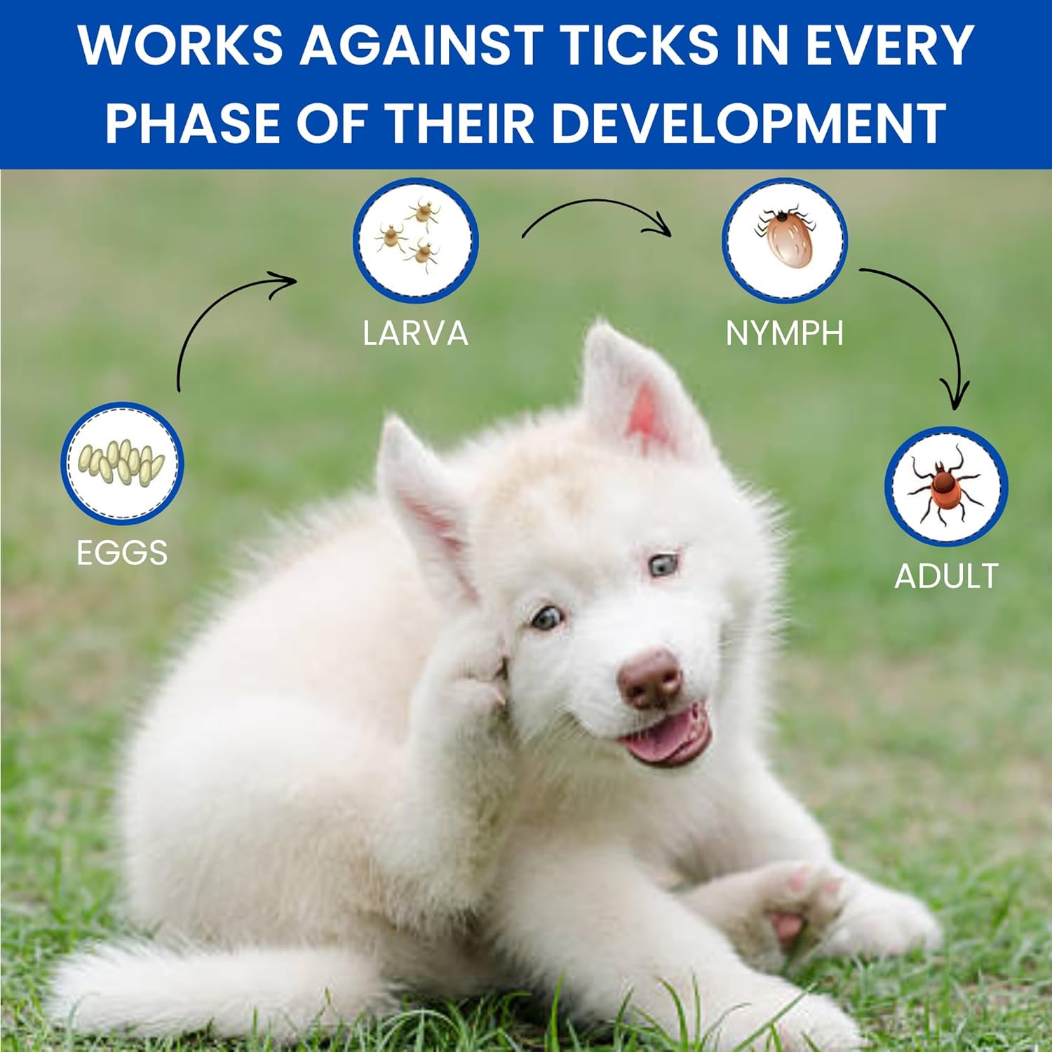 Parashield Spray (100ML) for Ticks and Fleas | Fast Acting, Long Lasting - Effective Spray for Dogs and Cats| Powered by Fipronil for Strong, Enduring Defense