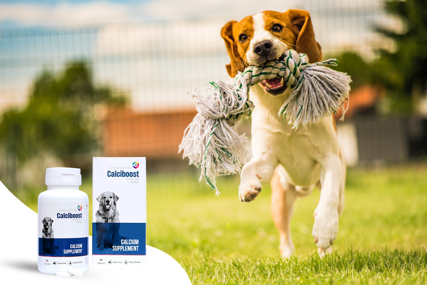 Joints and Cartilage