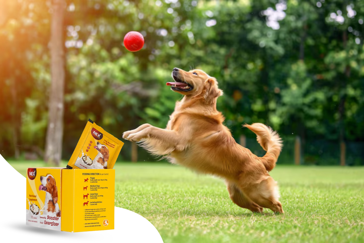 Immunity Booster for Dogs