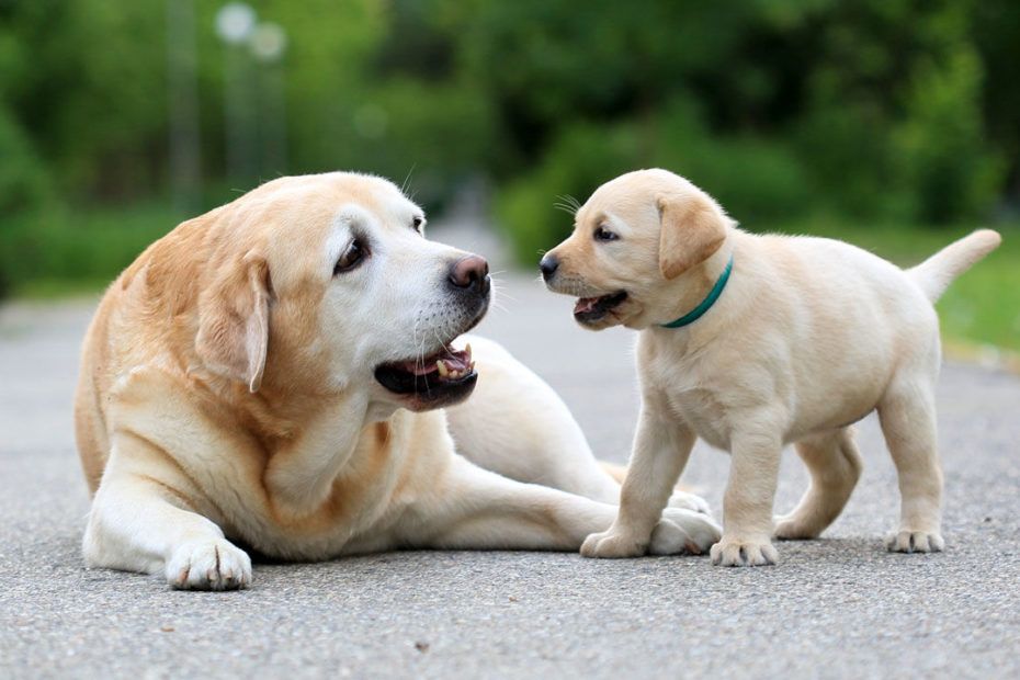 Keratoconjunctivitis sicca in Dogs