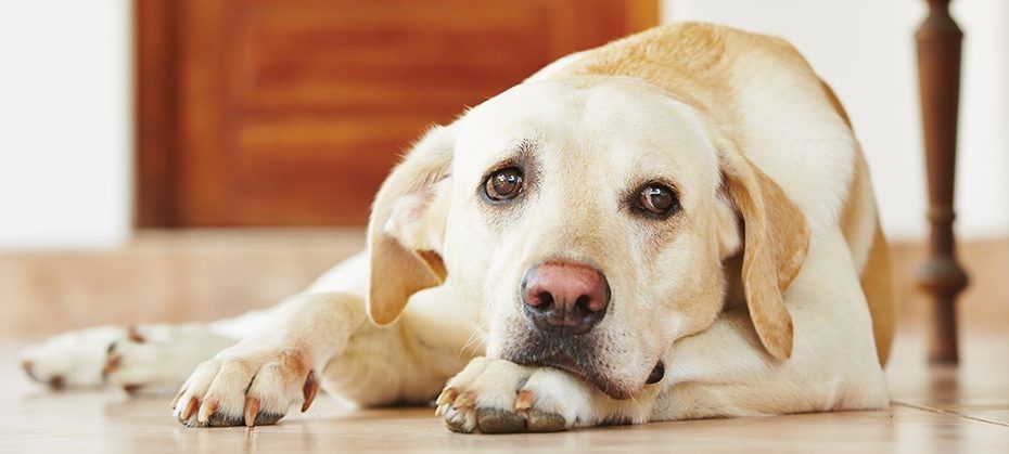 Causes of Worms in Dogs