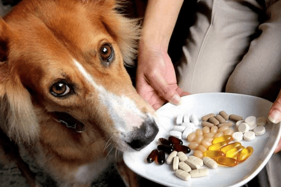 When To Provide A Dog, Vitamin Supplement?
