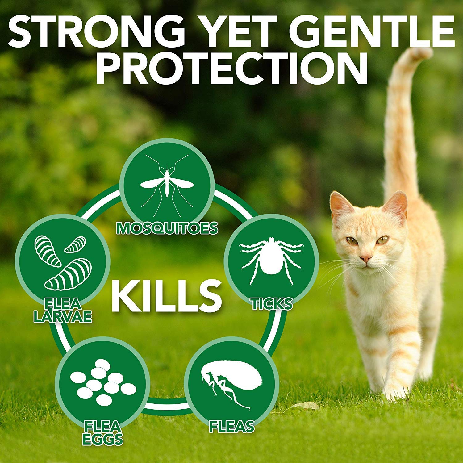 Spot On Treatment for Cats (Pack of 2) | Fipronil Formula for Effective Tick, Flea, and Lice Prevention | Keeps Cats and Kittens Healthy and Happy